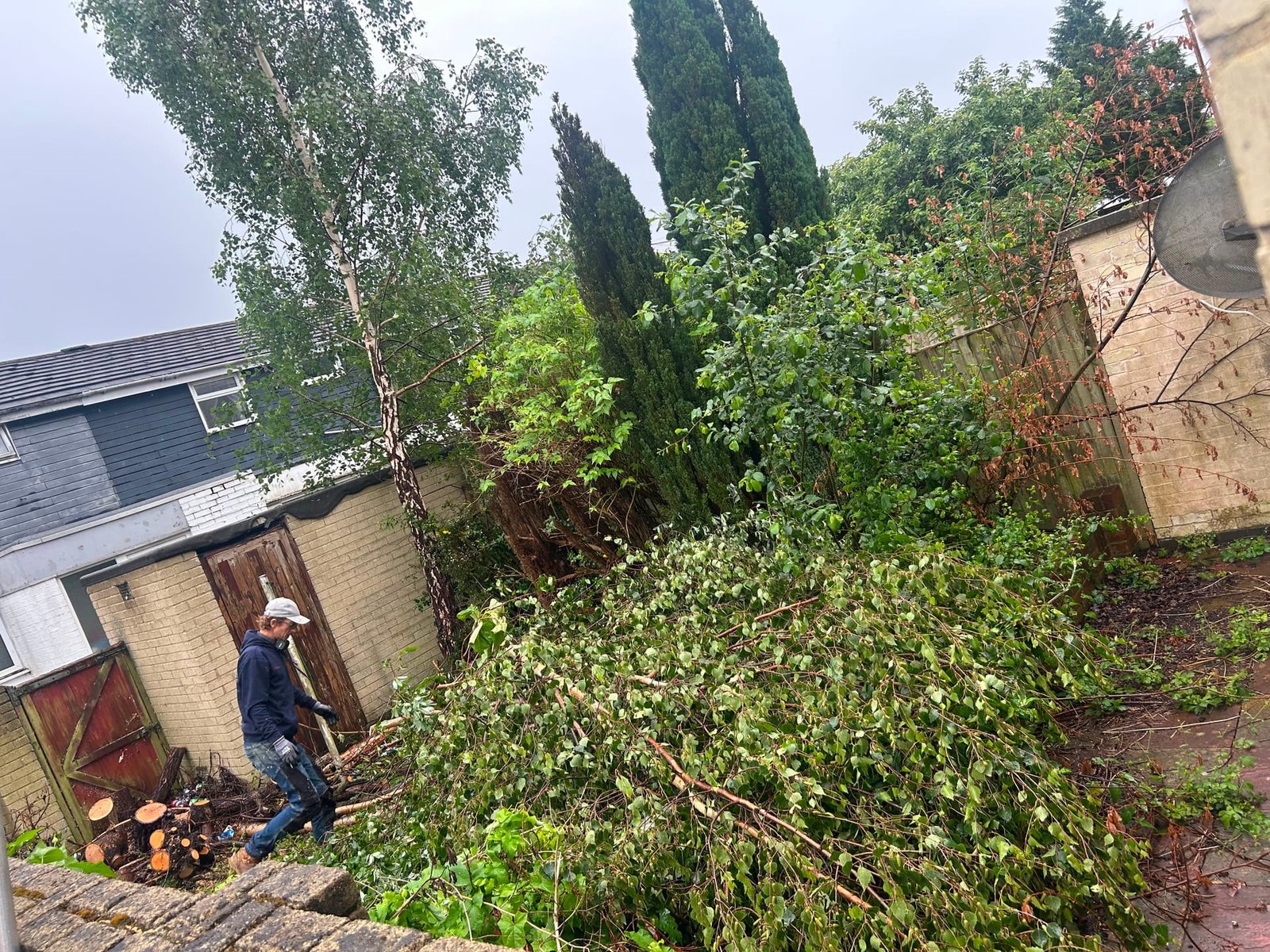 Tree felling